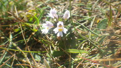Euphrasia tetraquetra