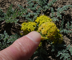 Cymopterus planosus
