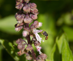 Syrphidae