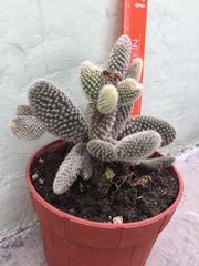 Opuntia