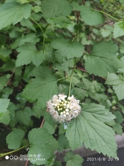 Physocarpus opulifolius