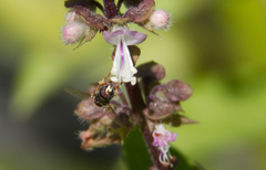 Syrphidae