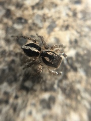 Aelurillus madagascariensis