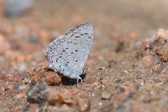 Celastrina echo sidara