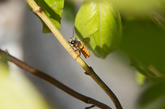 Megachile