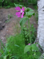 Silene dioica