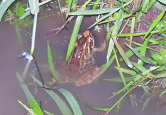 Lithobates lenca