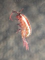 Talitroides topitotum