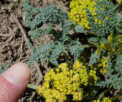Cymopterus planosus
