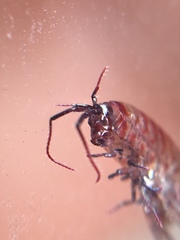 Talitroides topitotum