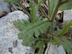 Senecio lividus