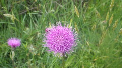 Cirsium filipendulum