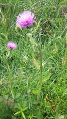 Cirsium filipendulum