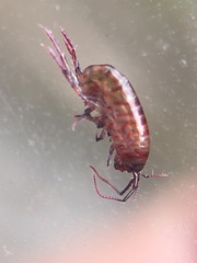 Talitroides topitotum