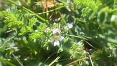 Euphrasia tetraquetra