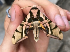 Batocnema coquerelii