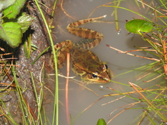 Lithobates lenca