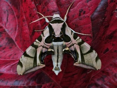 Batocnema coquerelii