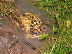 Incilius porteri