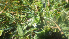 Euphrasia tetraquetra