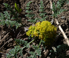 Cymopterus planosus