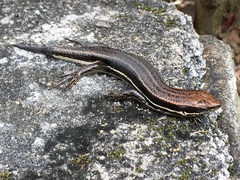 Trachylepis gravenhorstii