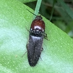 Ampedus rubricollis