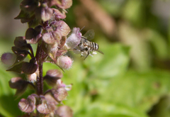 Eutricharaea