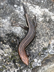 Trachylepis gravenhorstii
