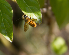 Megachile