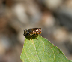 Megachile
