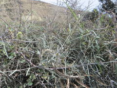 Parsonsia capsularis