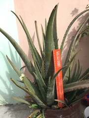 Aloe vera
