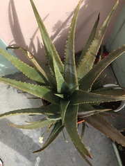 Aloe vera