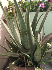 Aloe vera