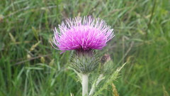 Cirsium filipendulum