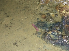 Stenasellus javanicus