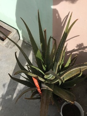 Aloe vera
