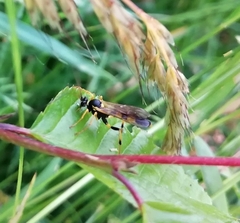 Amblyteles armatorius