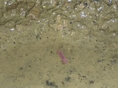 Stenasellus javanicus