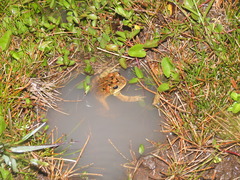 Incilius porteri