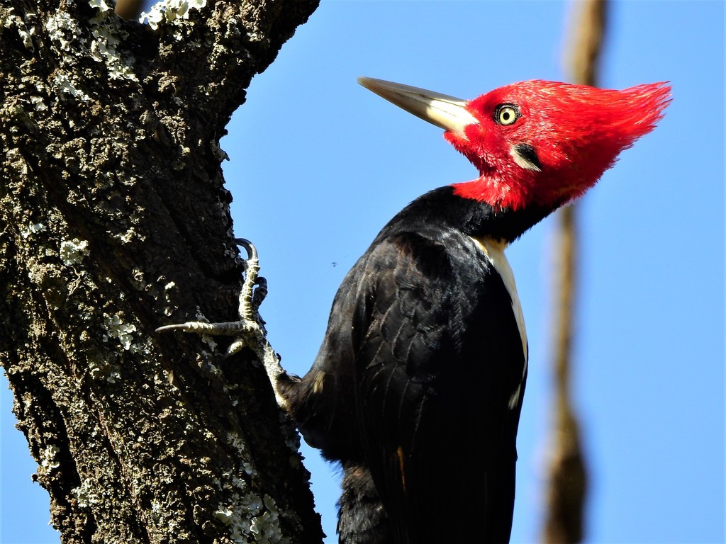 Large American Woodpeckers