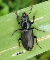 Platycerus depressus