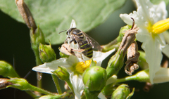 Hoplonomia