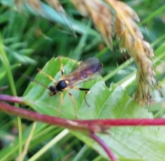 Amblyteles armatorius
