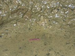 Stenasellus javanicus