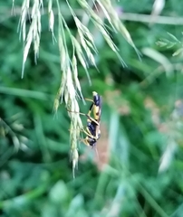 Amblyteles armatorius