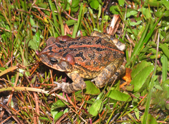 Incilius porteri
