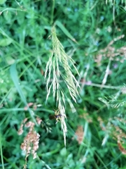 Amblyteles armatorius