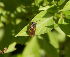 Megachile